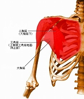 肩の筋肉