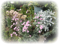 庭の花たち 庭の花たち