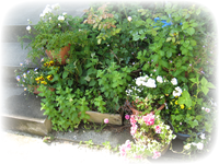 庭に植物 庭に植物